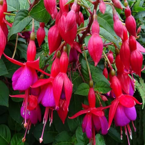 Fuchsia Flower Seeds