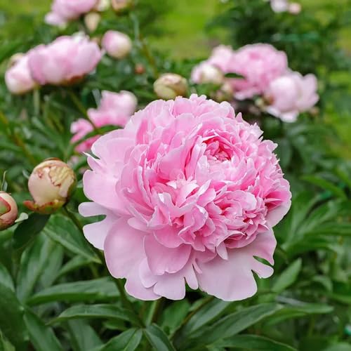 Pink Perennial Peony Flower Seeds