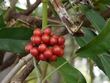 tiliacora fruit for planting Fruit seeds