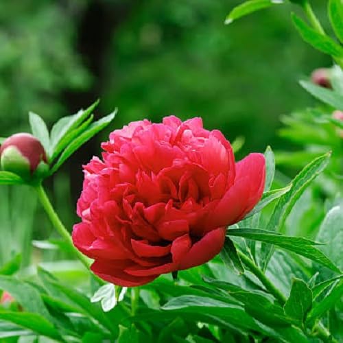 red peony flower seeds