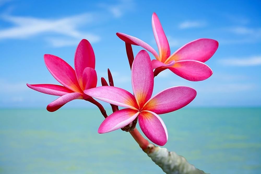 Plumeria Frangipani