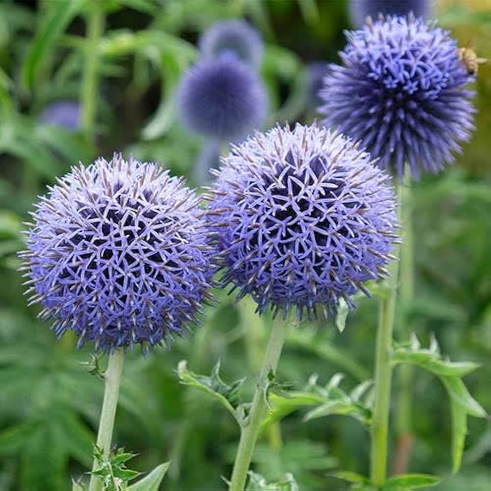 Blue Globe Thistle Echinops Ritro