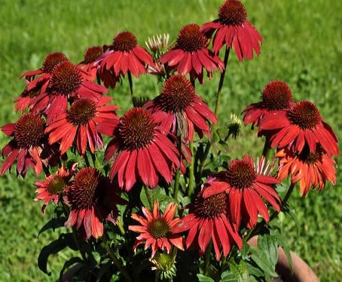Red Echinacea Flower Seeds