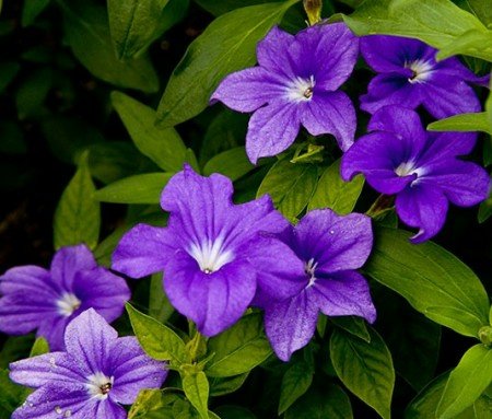 Violet Heirloom Browallia Bush Amethyst Sapphire Beautiful Flowering Bushes Gardens Landscapes
