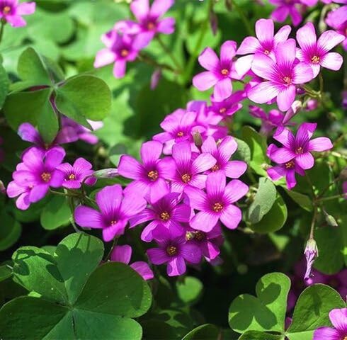 Pink Oxalis Corymblower Seeds