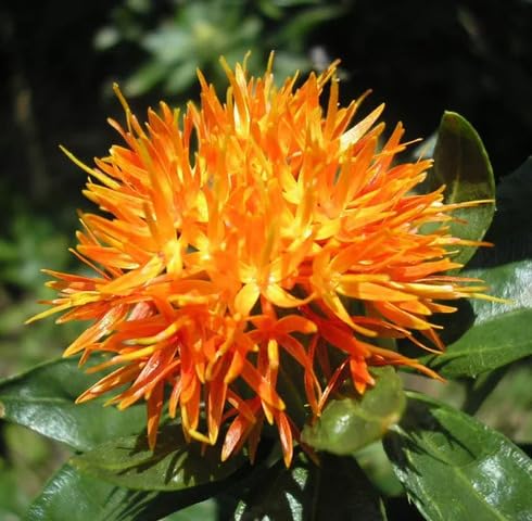 Orange Safflower Flower Seeds