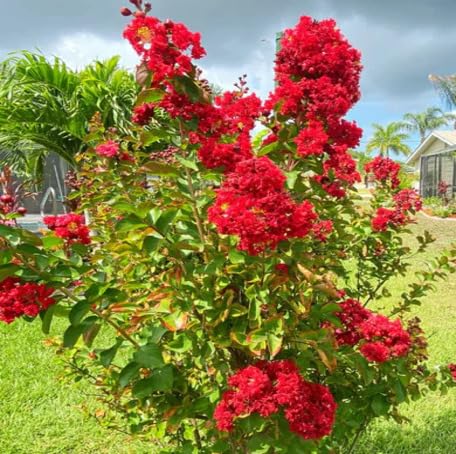 Red Lagerstroemia Flower Seeds