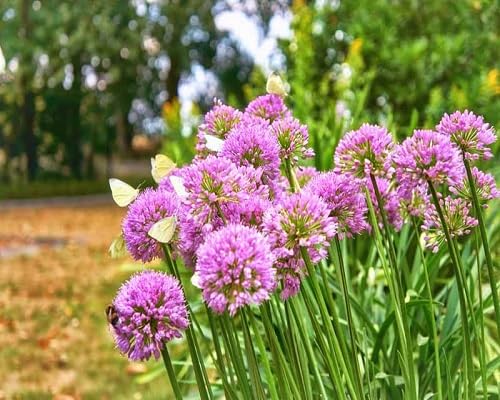 Agapanthus Flower Seeds