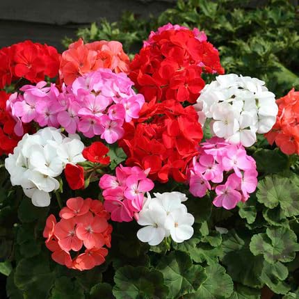 Mixed Geranium Flower Seeds