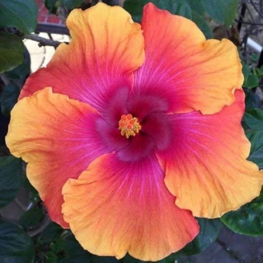 Pink Orange Hibiscus Flower Seeds – Easy Grow Blossoms for Pots and Patio Gardens