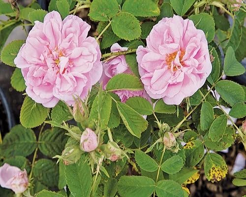 Lavender Giant Blooming Rose Flower Seeds