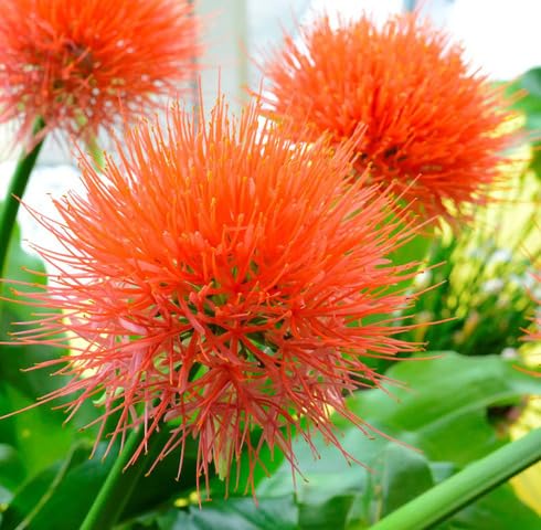 Orange Scadoxus Flower Seeds