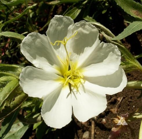 White Oenothera Flower Seeds