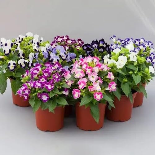 Mixed Torenia Flower Seeds