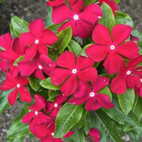 Red Periwinkle Flower Seeds