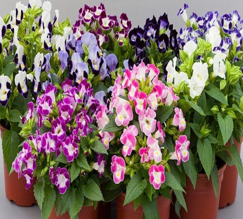 Mixed Torenia Flower Seeds