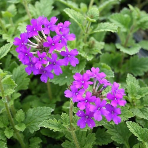 Purple Verbena Flower Seeds