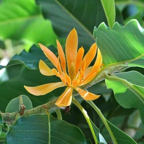 Orange Michelia Alba Flower Seeds
