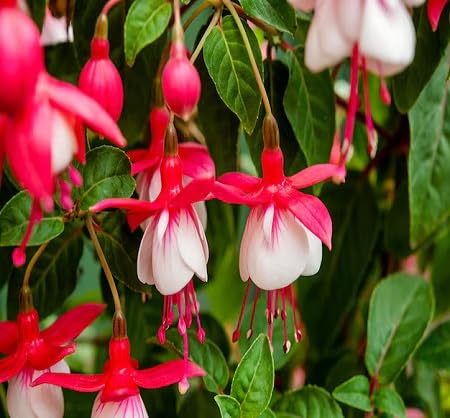 Red Fuchsia Flower Seeds
