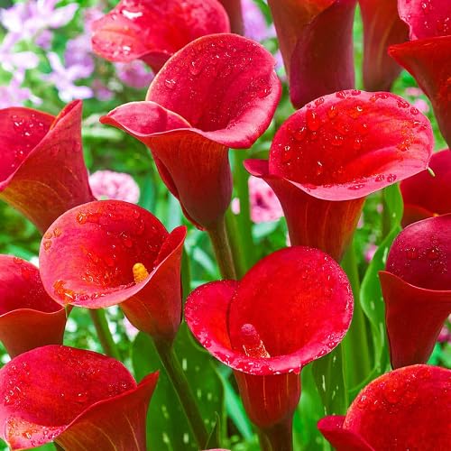 Red Bonsai Calla Lily Flower Seeds