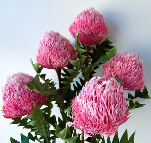 Pink Banksia Flower Seeds