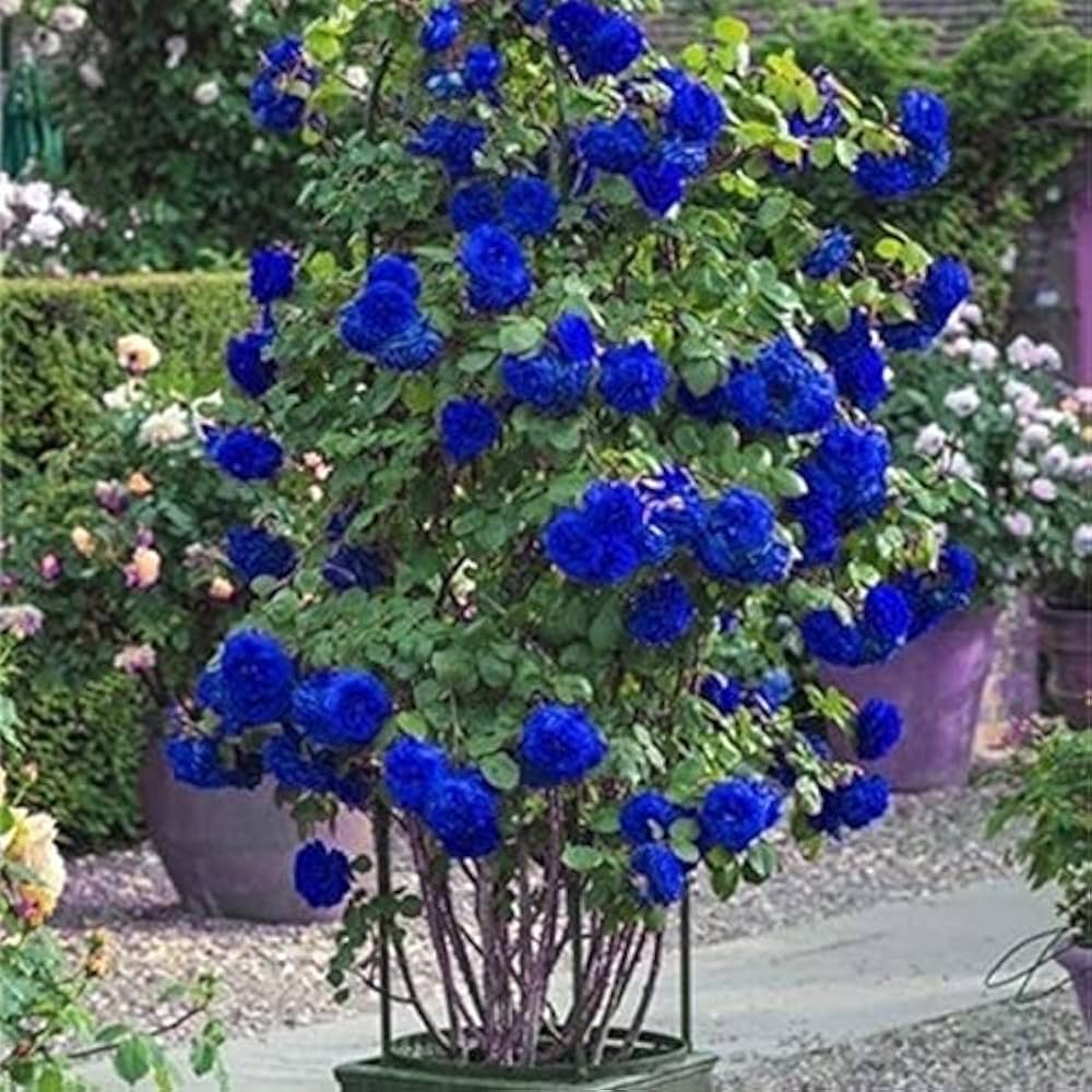 Blue Climbing Geranium Fresh