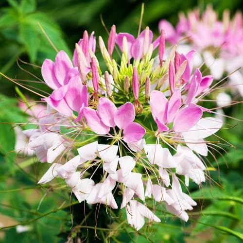 pink white cleome flower