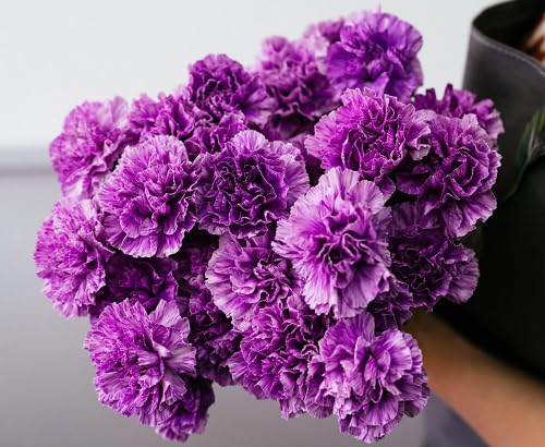 Purple Carnation Flower Seeds