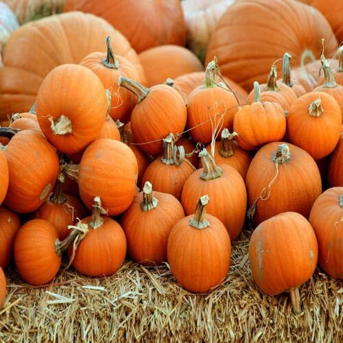 Orange Pumpkin Fruit Seeds vegetable seeds - Heirloom, Organic, Non Gmo Garden Seeds for kitchen garden planting
