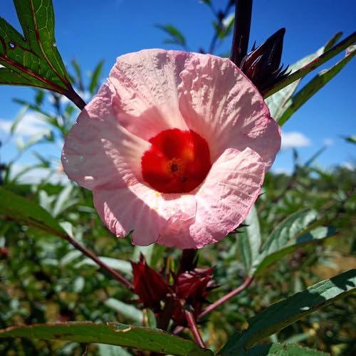 PINK HIBISCUS ROSELLA Flower Seeds