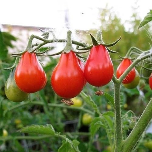 Red Tomato Vegetables Seeds vegetable seeds - Heirloom, Organic, Non Gmo Garden Seeds for kitchen garden planting