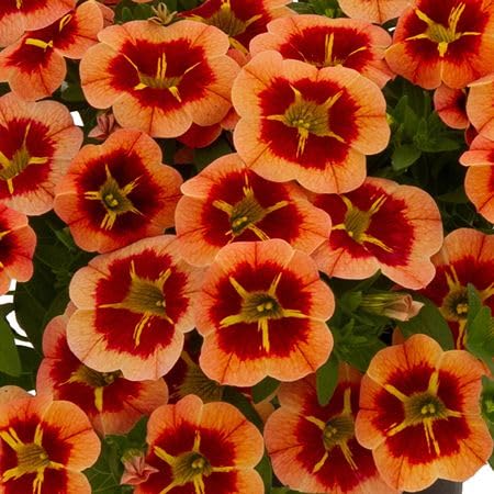 Orange Rare Calibrachoa Flower Seeds
