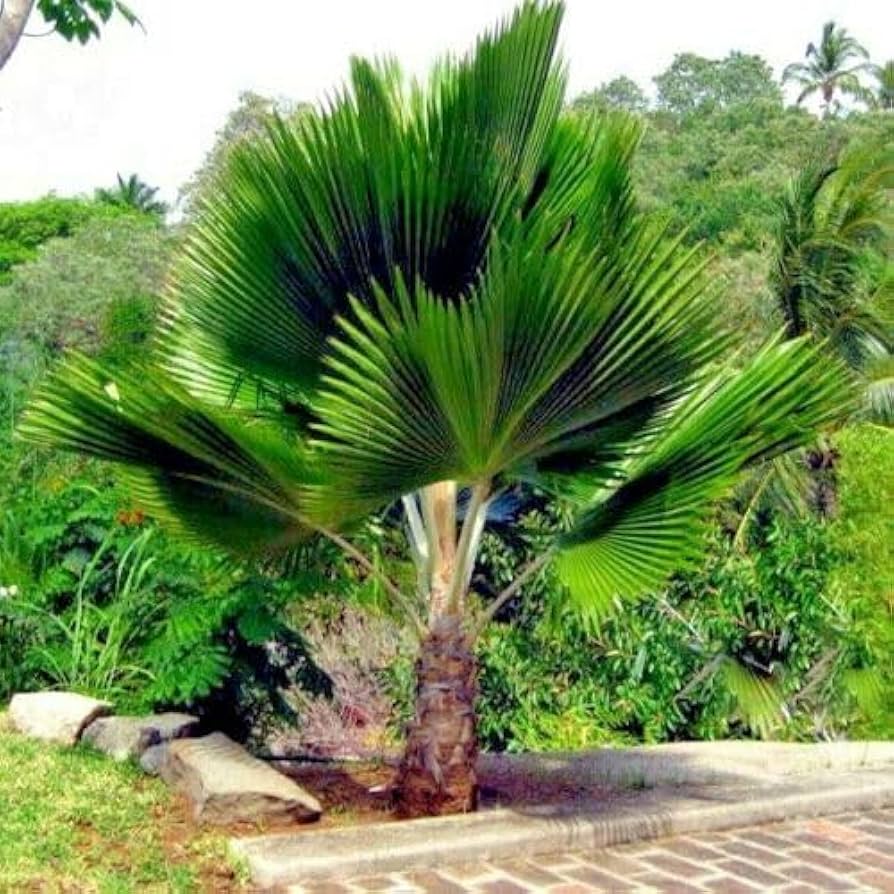 Fiji Fan Palm Tree