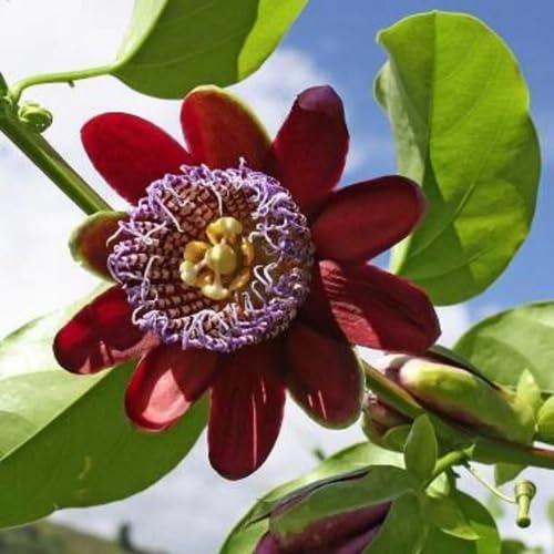 Maroon Pansy Flower Seeds