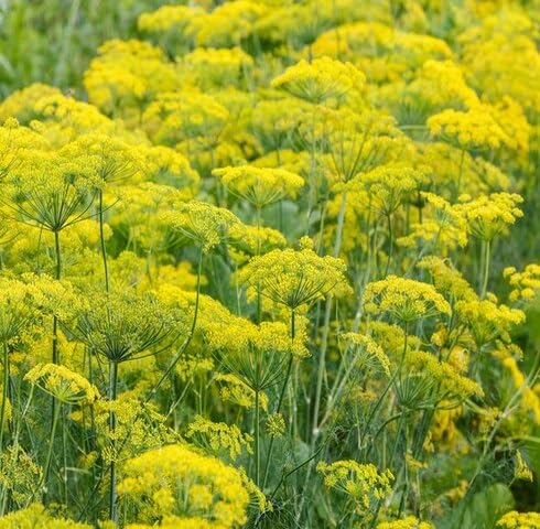 Yellow Dill Flower Seeds