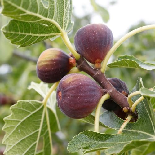 ficus carica fruit marron Fruit Seeds for Home Planting Premium Germination Healthy Harvest Growing
