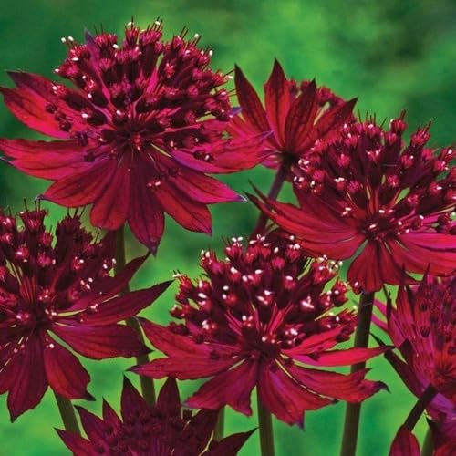 Red Astrantia Flower Seeds