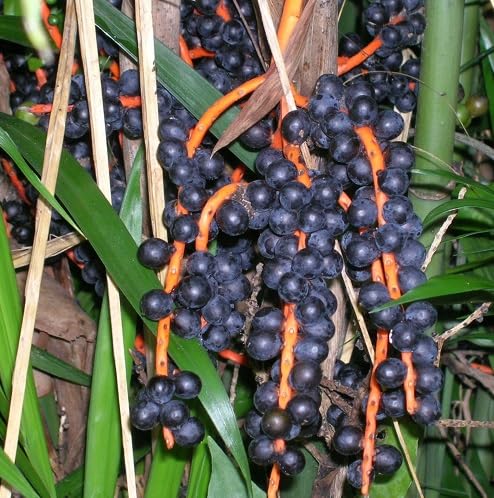 Black chamaedorea seifrizii Fruit Seeds organic garden seeds