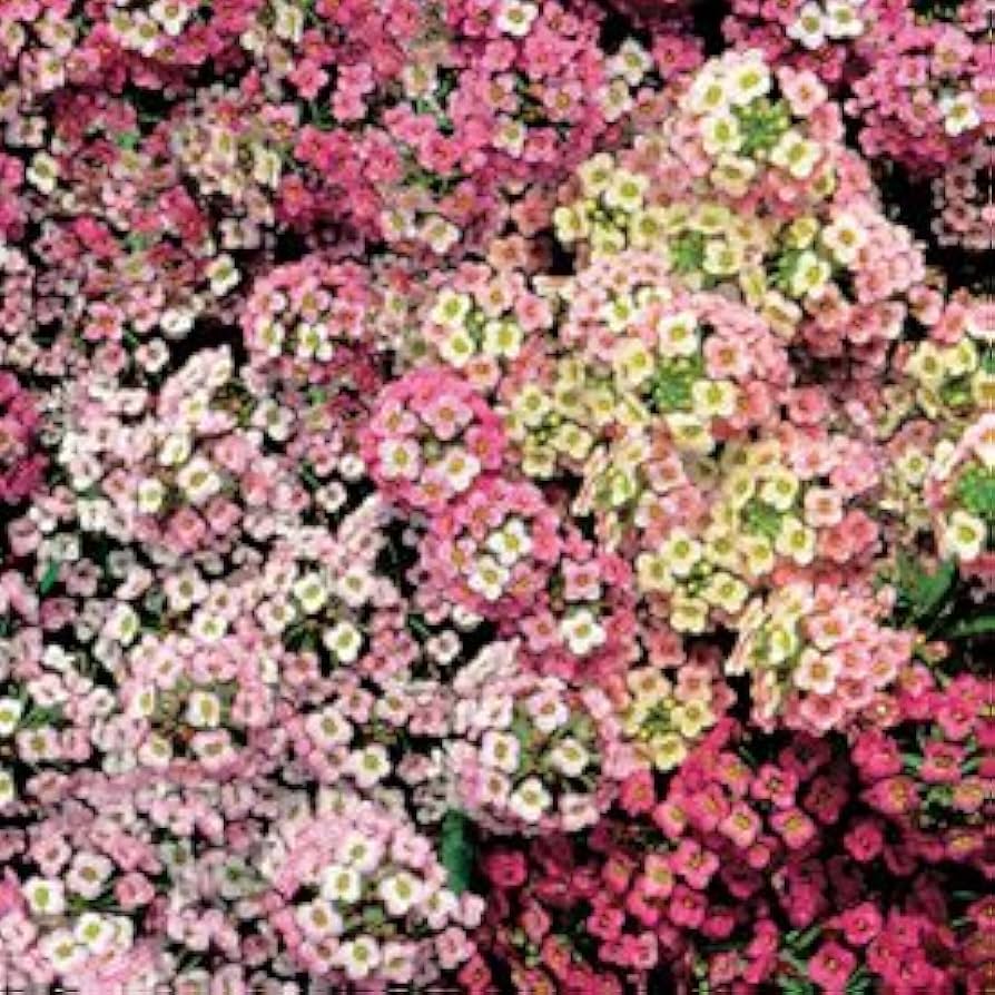 Sweet Alyssum Pastel Carpet Mix Lobularia Maritima Flower Flower Seeds