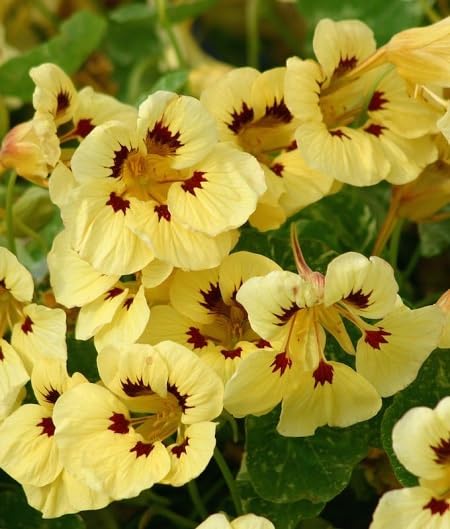 Red Yellow Nastutium Flower Seeds
