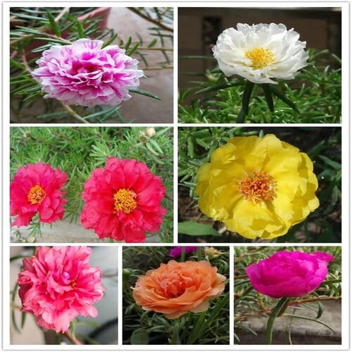 Mixed Portulaca Grandiflora Flower Seeds