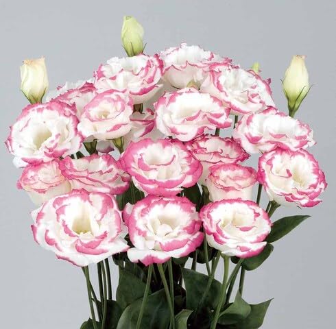 Pink White Lisianthus Flower Seeds