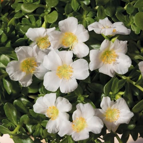 White Purslane Flower Seeds