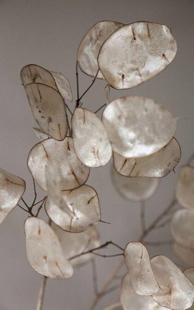 White Flowered Money Plant Lunaria Annua Flower Seeds