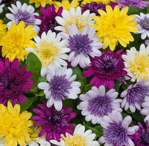 Mix Orchid Flower Seeds