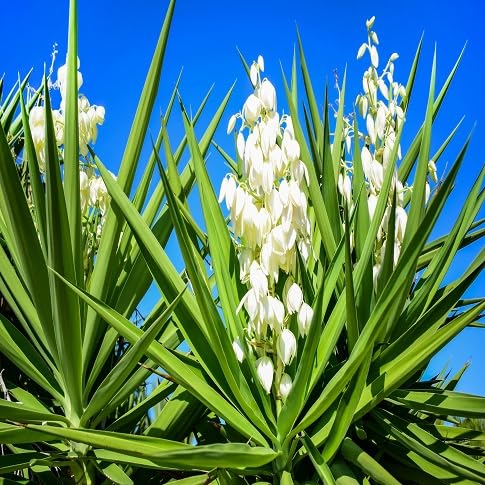 Yucca Flower Premium Floral 