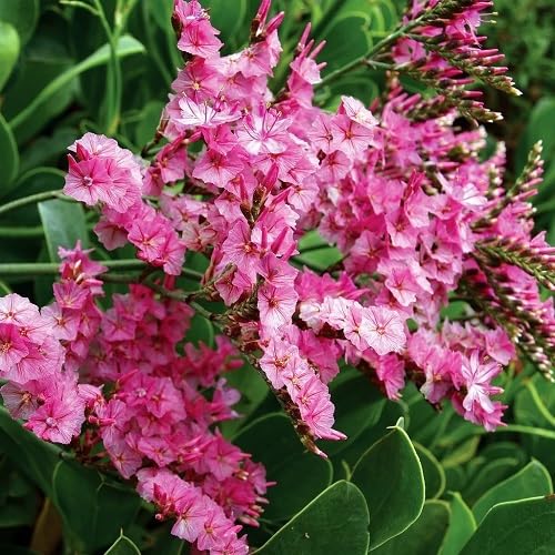 Pink Statice Flower Seeds