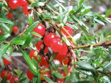 red coprosma nitida fruit bright fruits for your landscape Fruit seeds