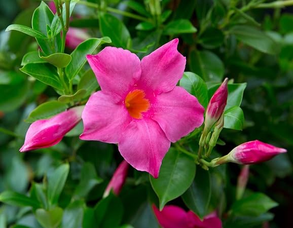 Pink Mandevilla Flower Seeds