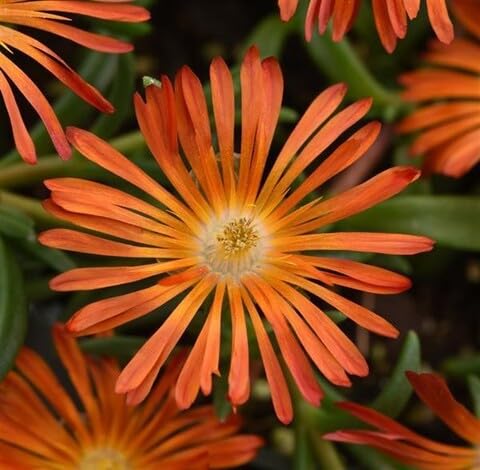 orange delosperma flower seeds